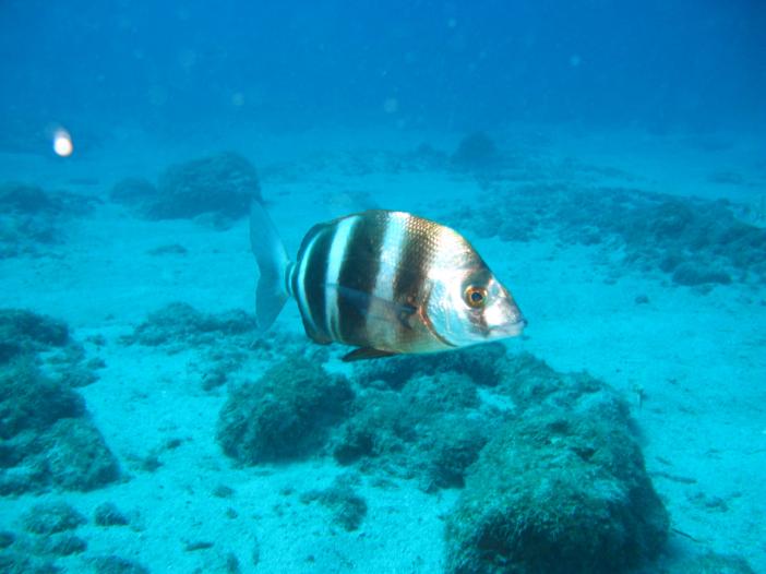www.dive-man.ru