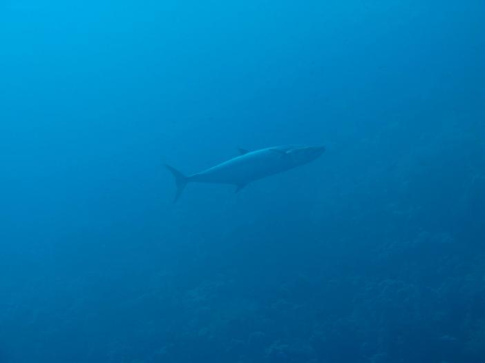 www.dive-man.ru