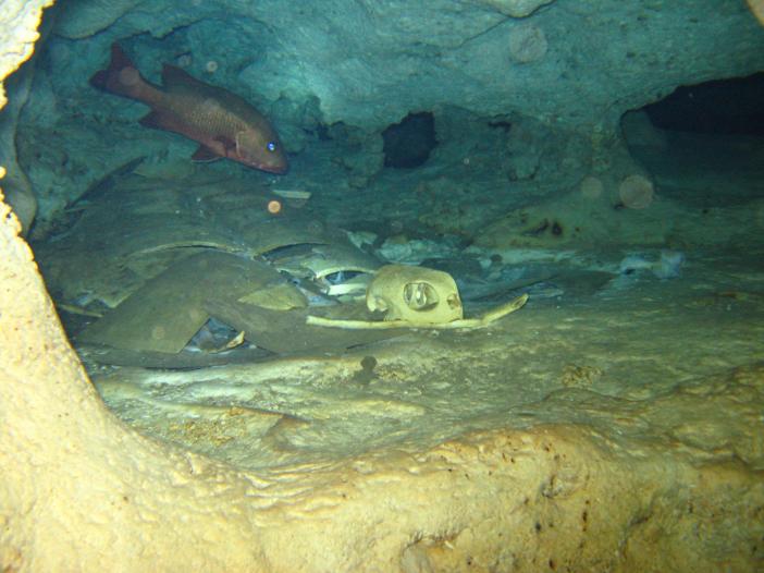 В пещере под о.Сипадан