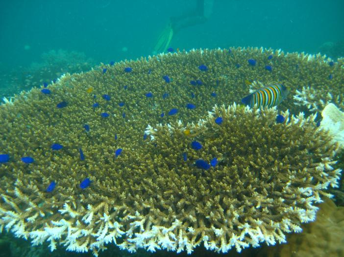 Коралл с синими рыбками - фото  мвимви