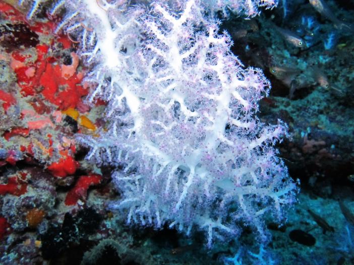 Очень белый коралл