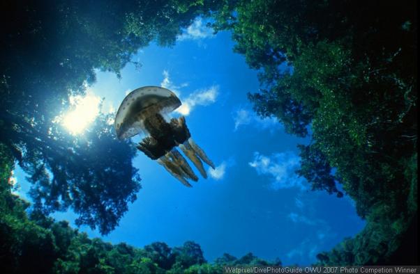 Летящее желе (медуза). Flying Jelly
