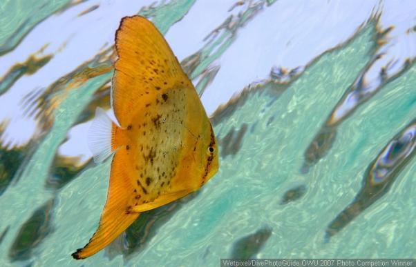 Batfish  . Batfish at surface