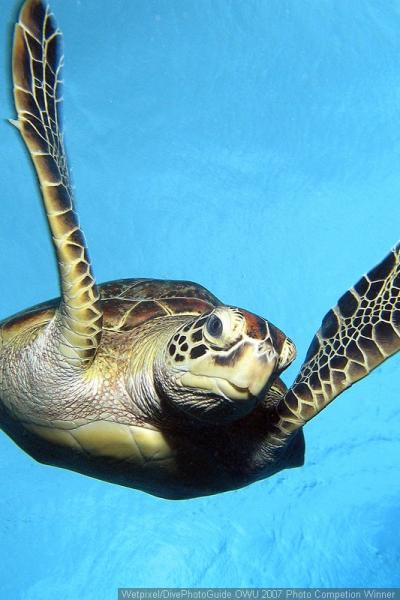  . Green Turtle