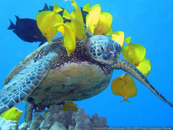 Морская зеленая черепаха. Green Sea turtle