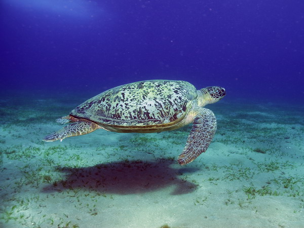  . Green Turtle