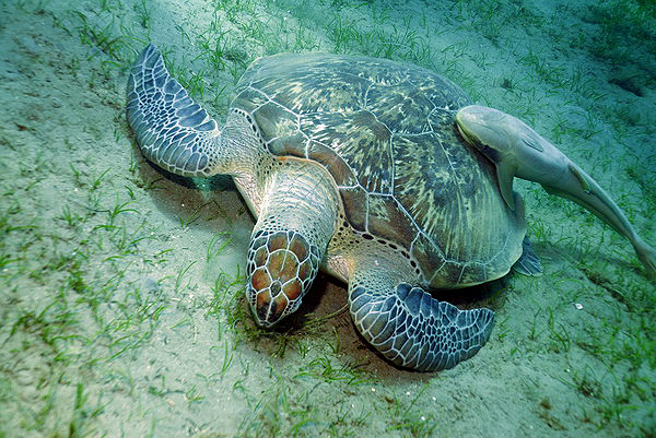  . Green Turtle