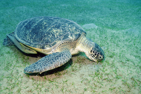  . Green Turtle