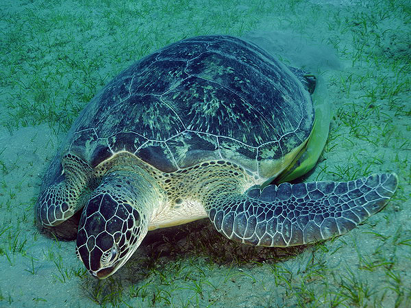  . Green Turtle