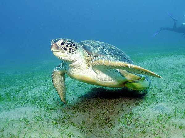  . Green Turtle