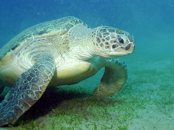  . Green Turtle