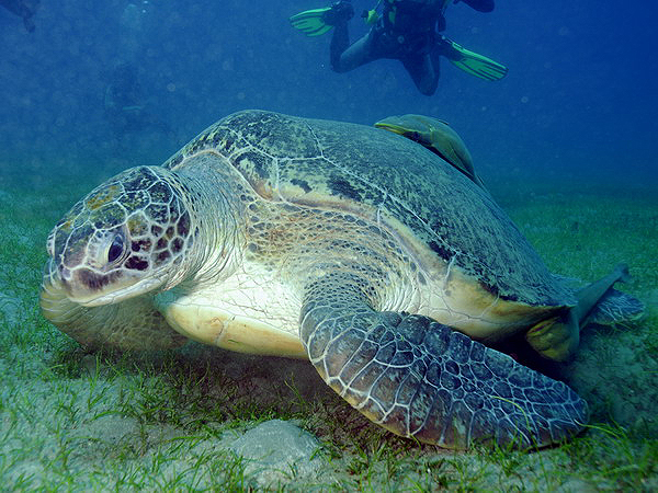  . Green Turtle