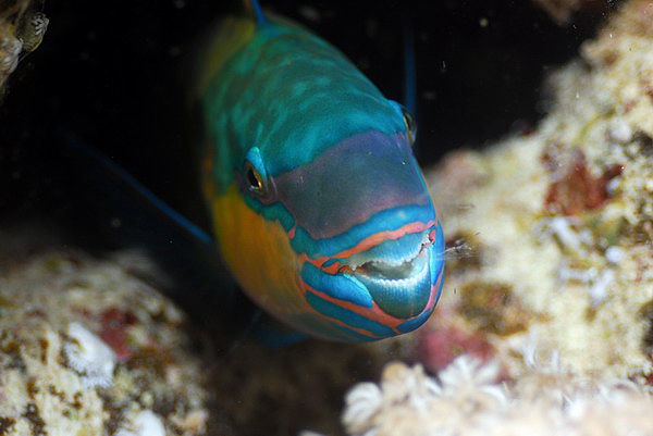 Рыба-попугай. Bullethead parrotfish