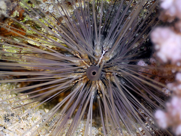  . Common long-spined urchin