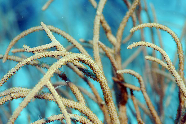 Sea plume.  Rumphella cf. aggregata