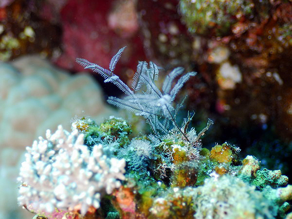 Macrorhynchia philippina