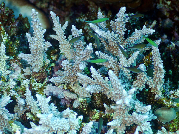 Acropora hemprichii