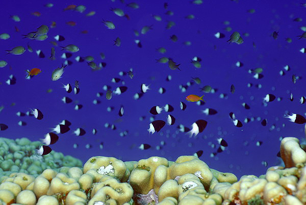 .  porites Solida