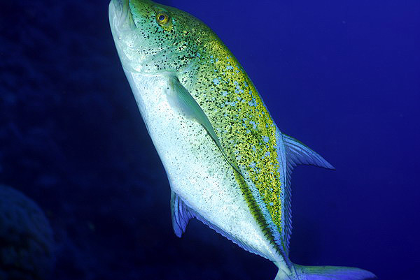  . Carangoides bajad