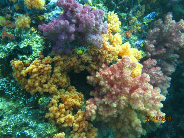 Кораллы. автор фото Yulia