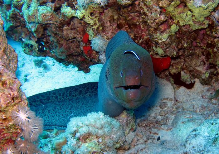 Giant moray. Careless