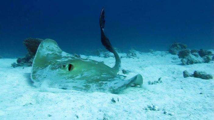 Fantail stingray