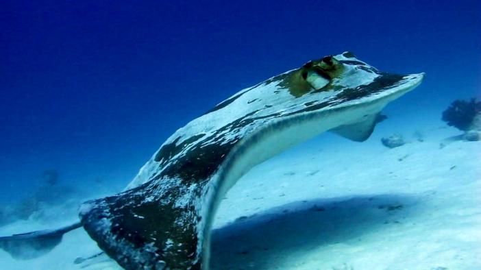 Fantail stingray