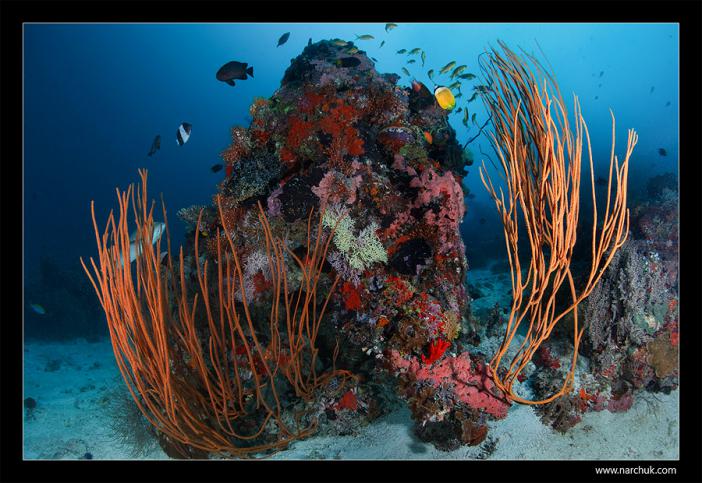 Кораллы. фото -AnnaMas