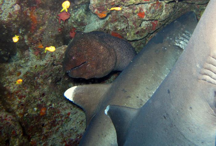 Рифовые акулы, спящие в пещере и гигантская серая мурена