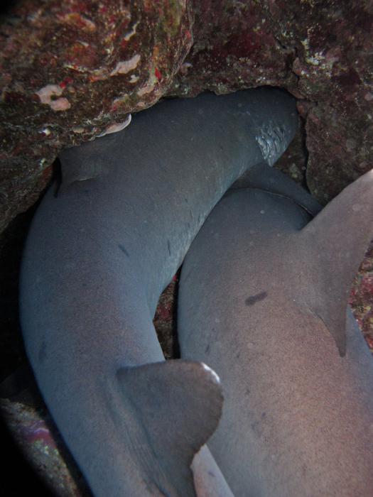 Whitetip reef sharks