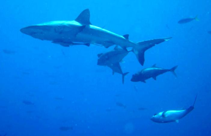 Palau