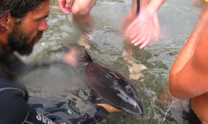 Спасение дельфиненка