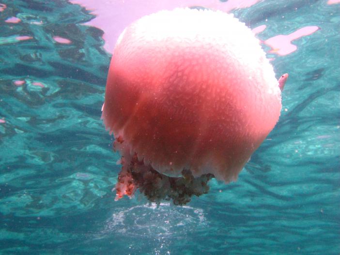 Крупных медуз в Андаманском море немного