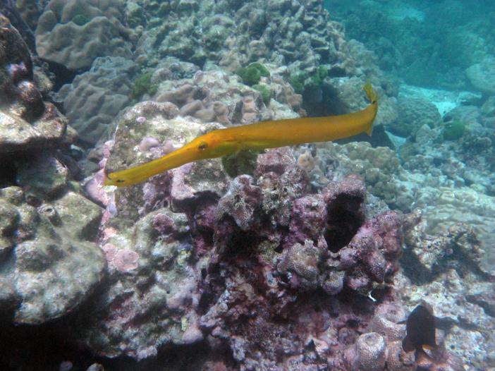 Trumpet fish  