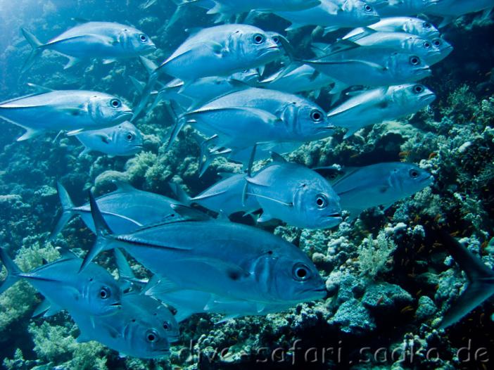 Blue Sudan.