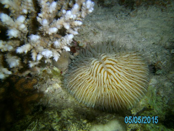 Пластинчатый коралл ночью