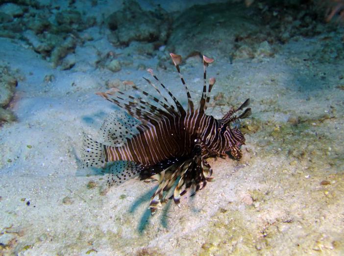  -    http://www.acdcdivingphuket.com/