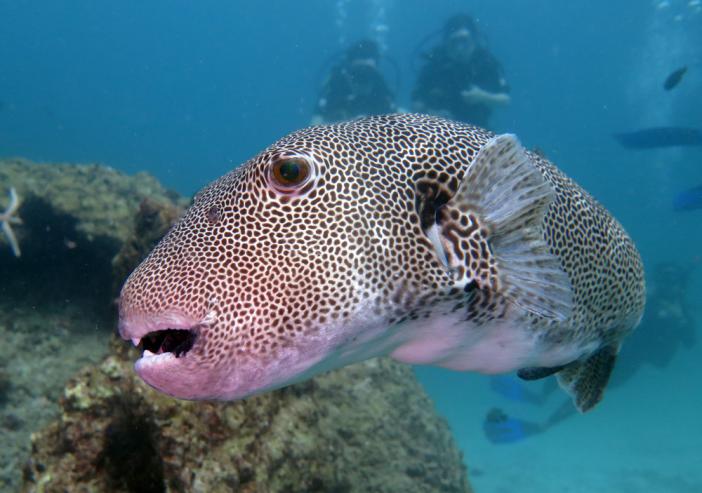    http://www.acdcdivingphuket.com/