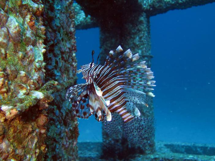  -    http://www.acdcdivingphuket.com/