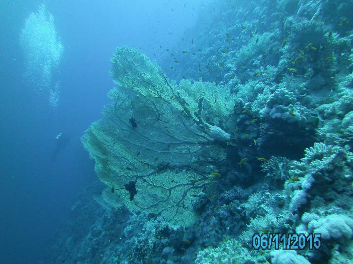 Веерный коралл