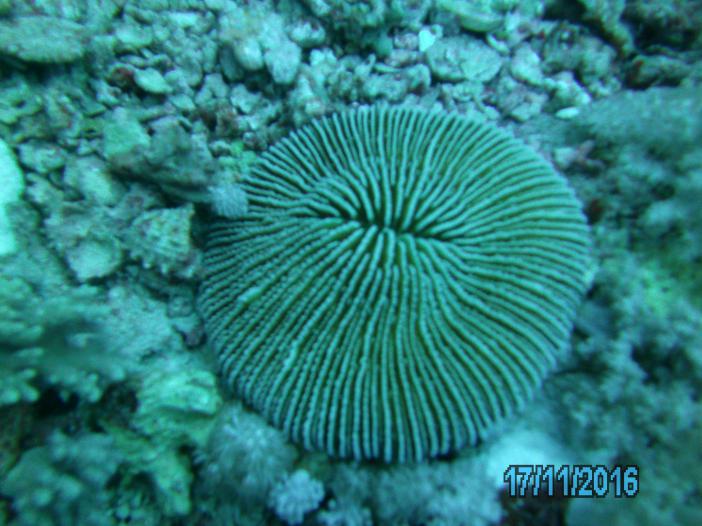 Коралл пластинчатый