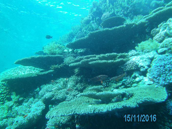 Коралловые терассы