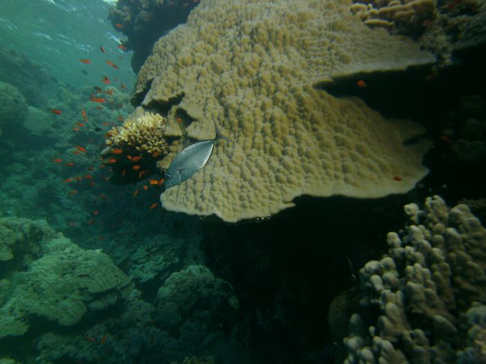  . Corangoides bajad