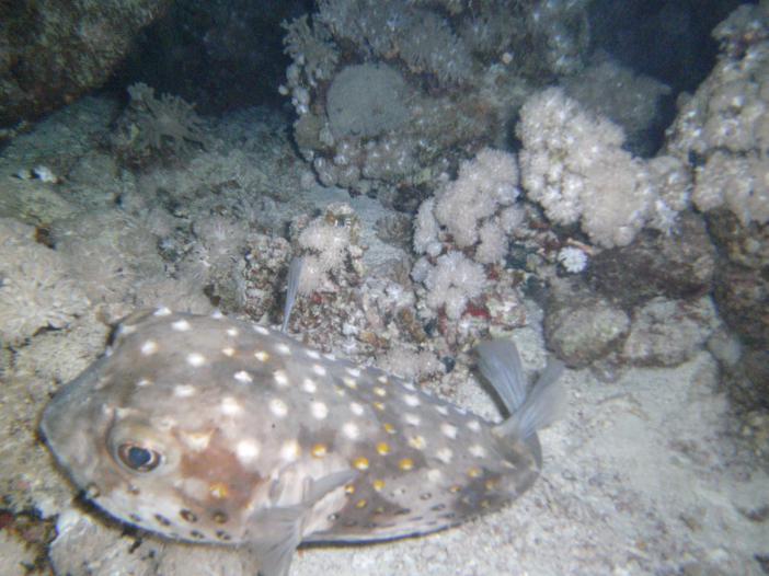  -. Diodon hystrix