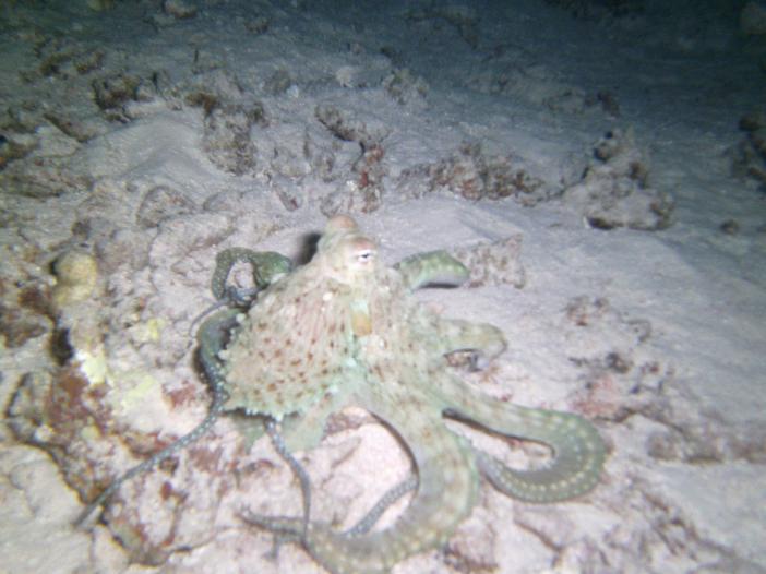  . Octopus macropus