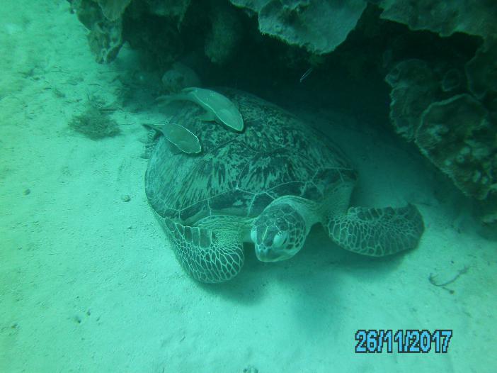  . Chelonia mydas