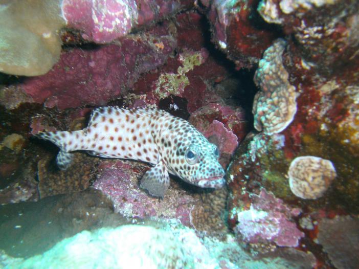  . Epinephelus arealatus