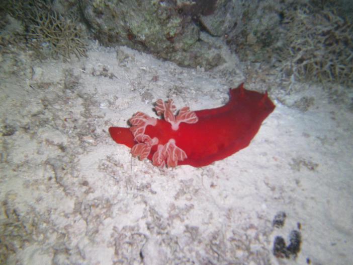  .Hexabranchus sanguneus