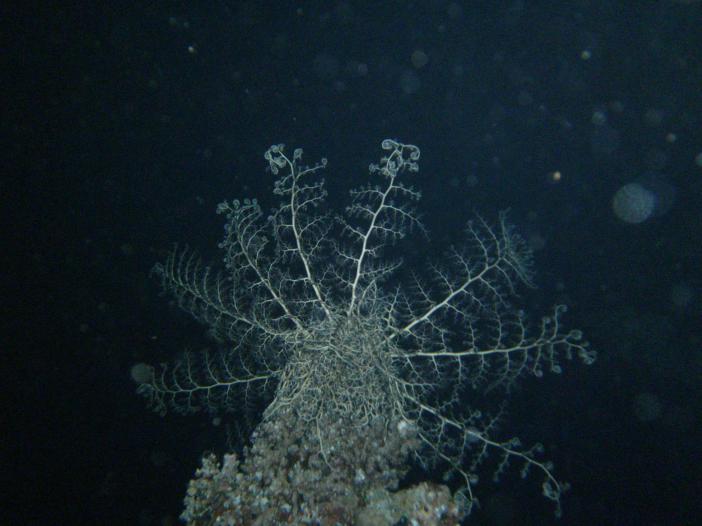  . Astroboa nuda