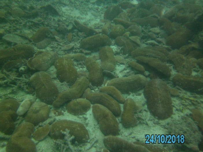 Грибовидные кораллы